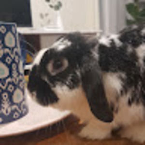 Meet your Posher, Lucy